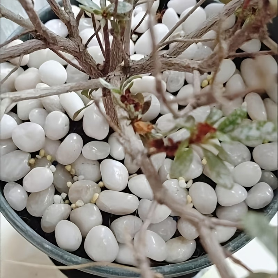 300/600g Polished White Pebble - Bonsai Rock Garden ulasan dan harga