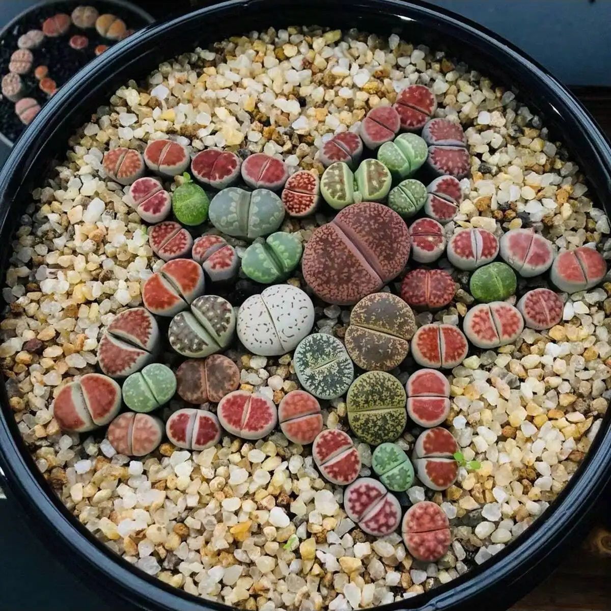 1pc-250g Natural Crystals Grav - Bonsai Rock Garden ulasan dan harga