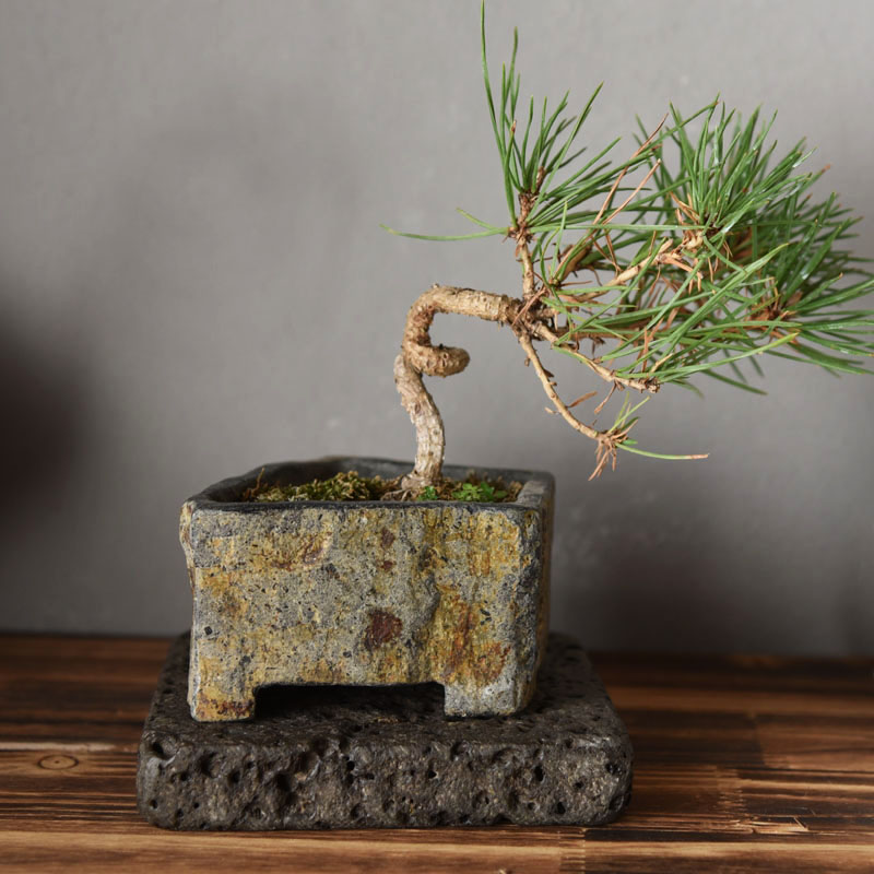 Basalt Natural Stone Flower Po - Bonsai Garden Indoor ulasan dan harga