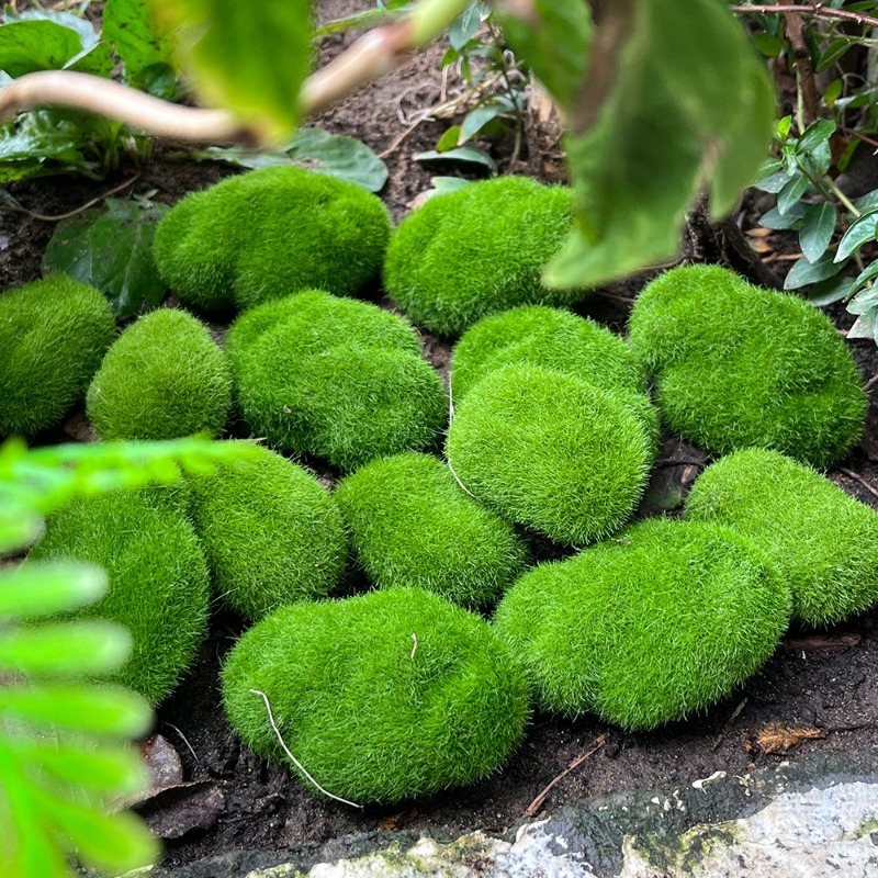 5/30pcs Simulation Moss Stone  - Bonsai Rock Garden ulasan dan harga