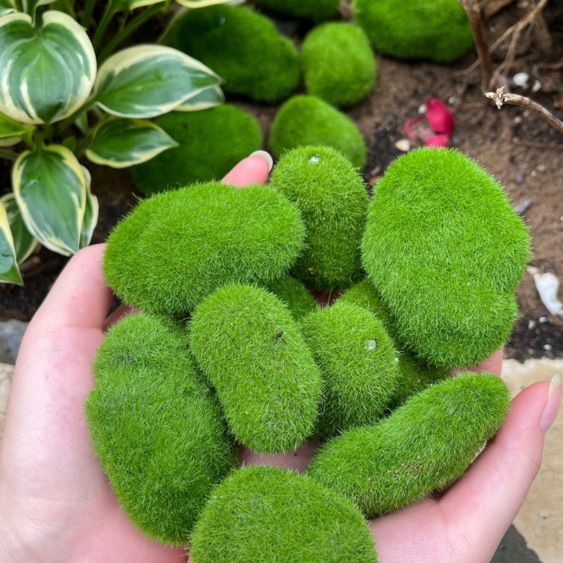 5/30pcs Simulation Moss Stone  - Bonsai Rock Garden ulasan dan harga