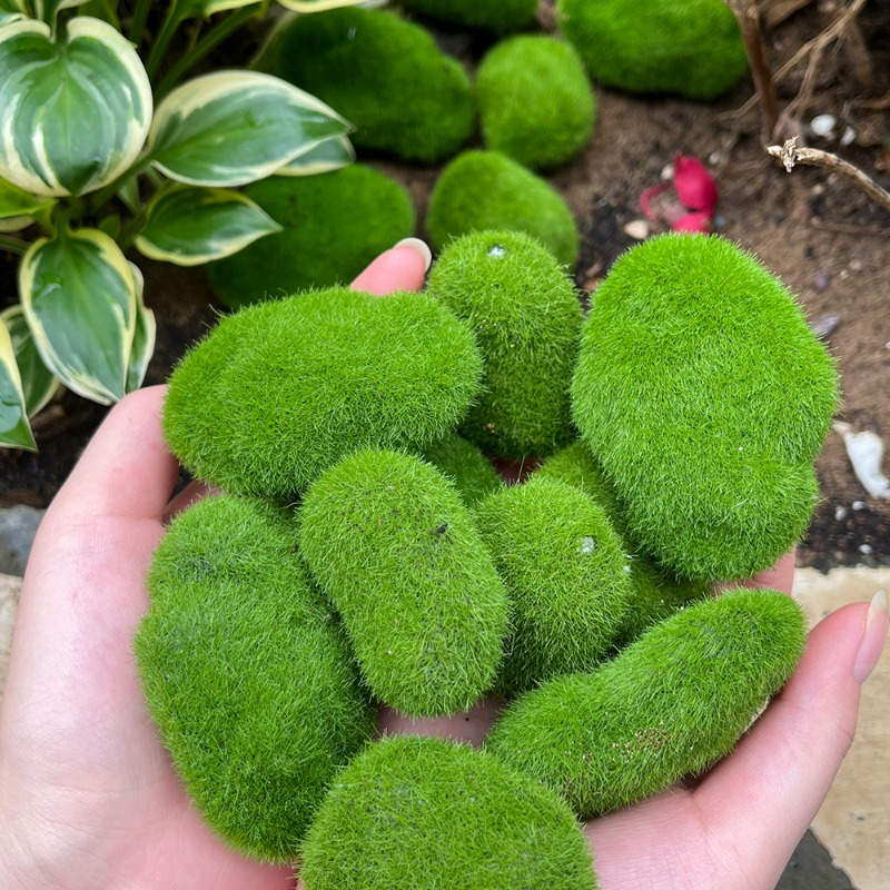 50/5PCS Artificial Foam Moss R - Bonsai Rock Garden ulasan dan harga
